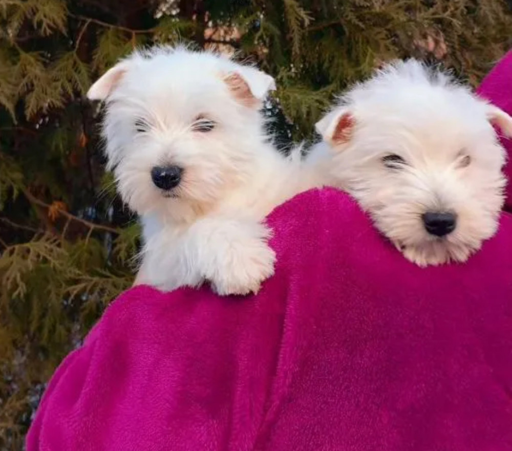 West Highland White Terrier Puppies for Sale in Minnesota (MN)
