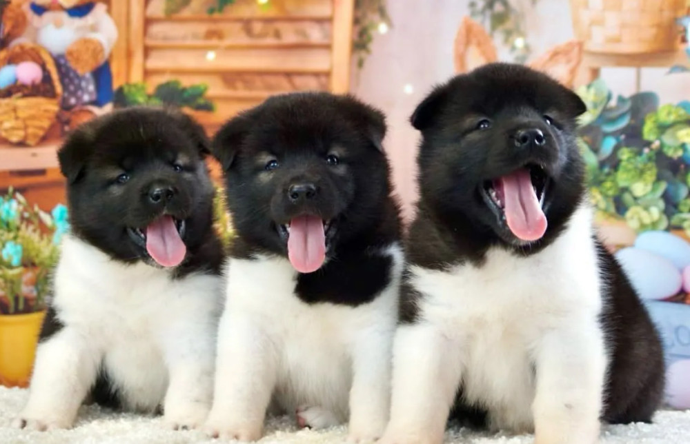 Akita Puppies for Sale in San Jose, CA (California)