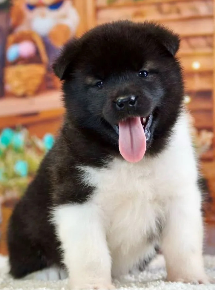 Akita Puppies for Sale in San Jose, CA (California)