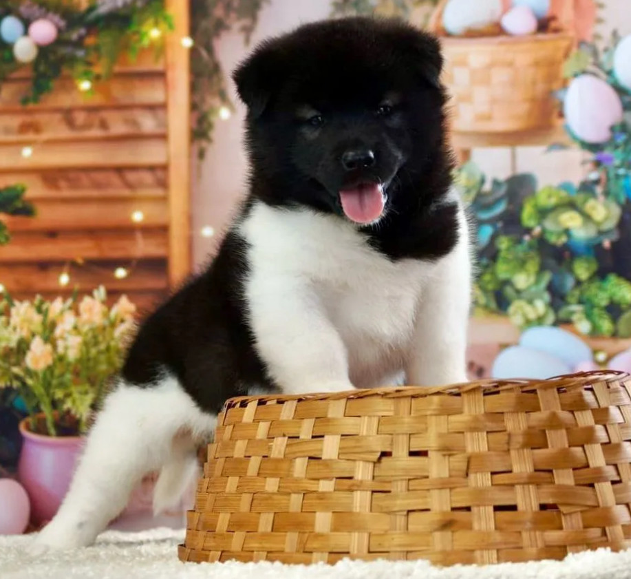 Akita Puppies for Sale in San Jose, CA (California)