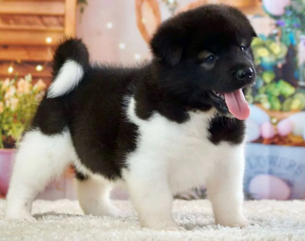 Akita Puppies for Sale in San Jose, CA (California)