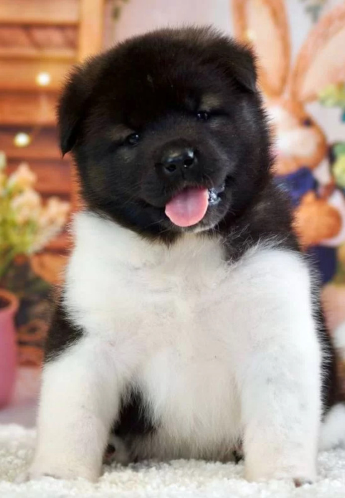 Akita Puppies for Sale in San Jose, CA (California)