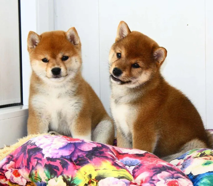 Two Female Japanese Akita Puppies in Detroit, MI (Michigan)