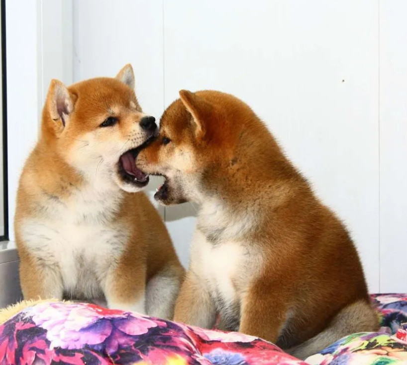 Two Female Japanese Akita Puppies in Detroit, MI (Michigan)
