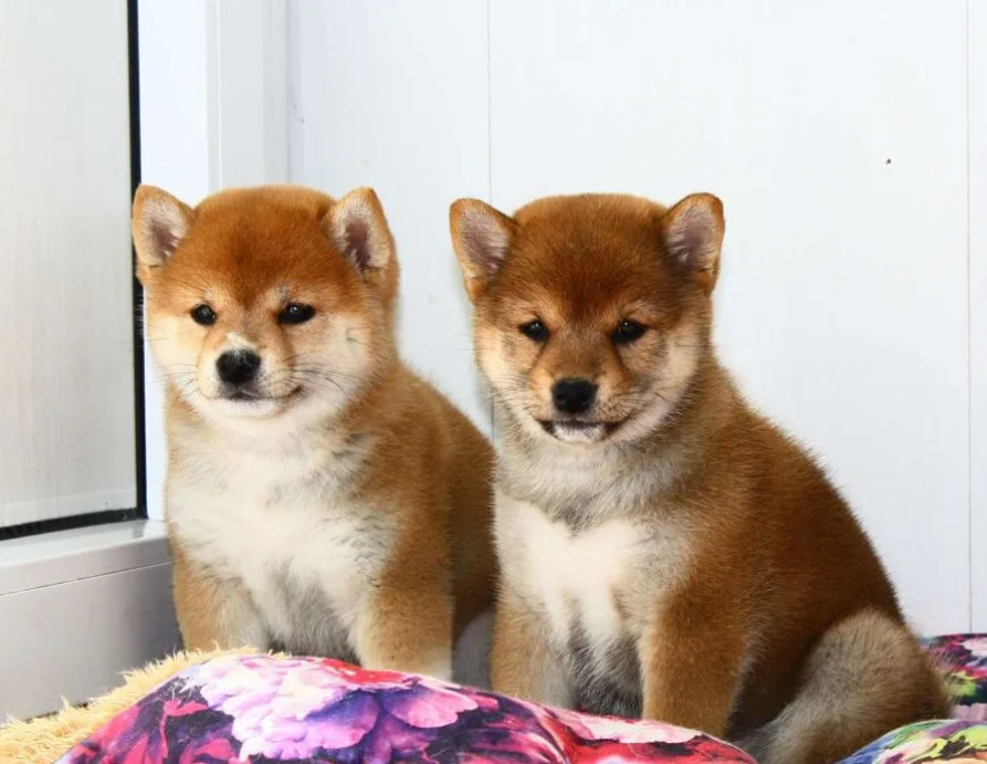 Two Female Japanese Akita Puppies in Detroit, MI (Michigan)
