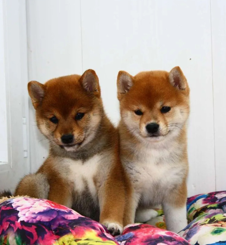 Two Female Japanese Akita Puppies in Detroit, MI (Michigan)