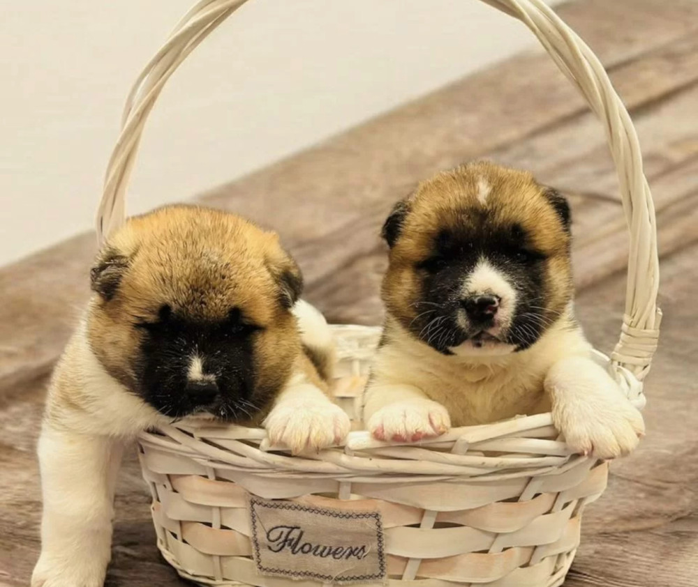 Two Male Akita Puppies Looking for a Home in TX (Texas)