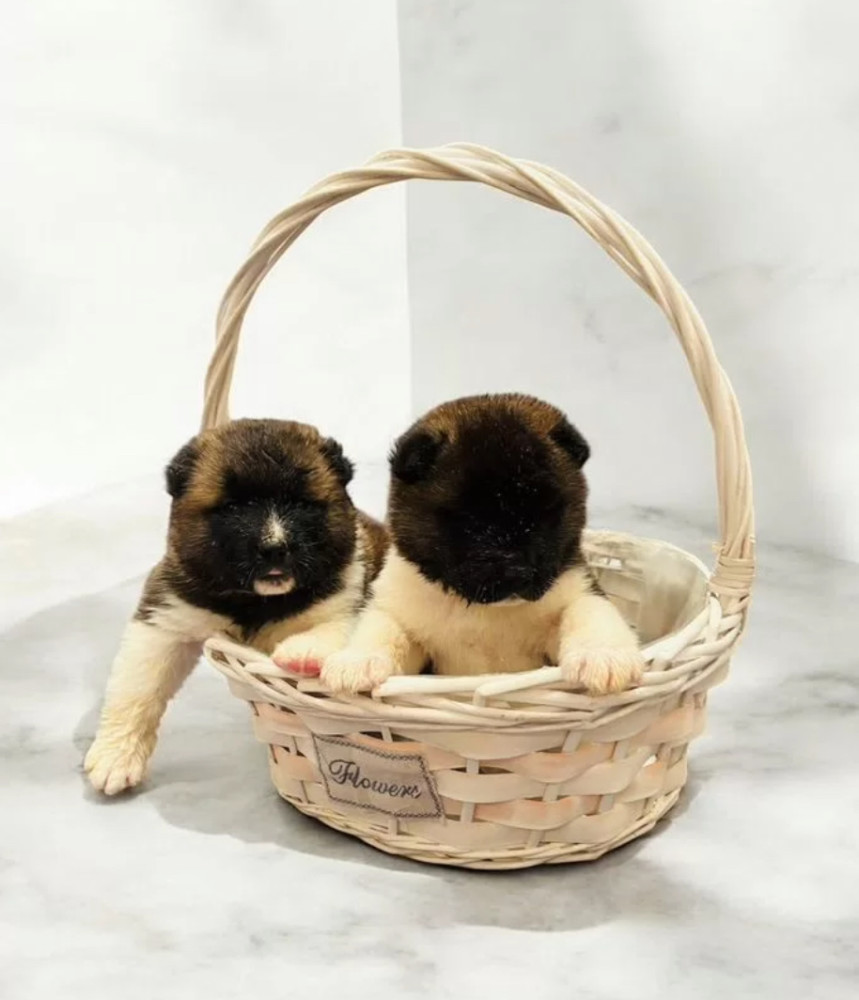 Two Male Akita Puppies Looking for a Home in TX (Texas)