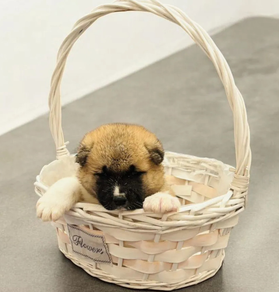 Two Male Akita Puppies Looking for a Home in TX (Texas)