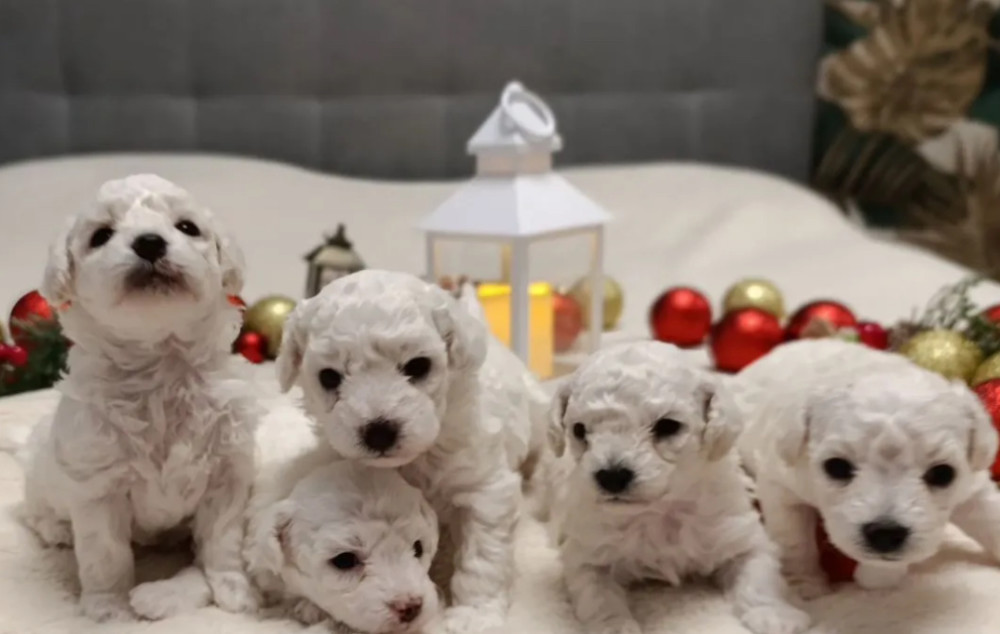 Two Female Bichon Frise Puppies for Sale in Miami, FL (Florida)