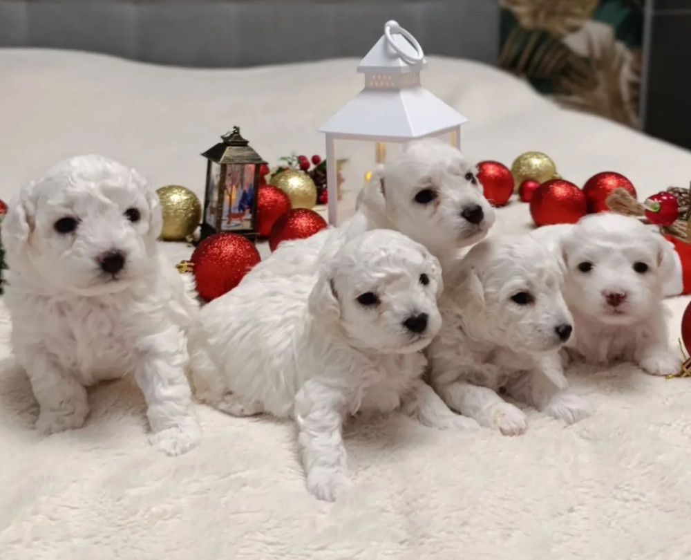 Two Female Bichon Frise Puppies for Sale in Miami, FL (Florida)