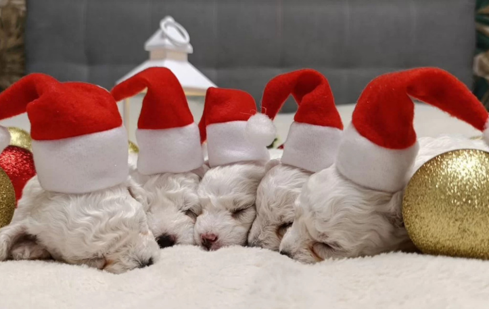 Two Female Bichon Frise Puppies for Sale in Miami, FL (Florida)