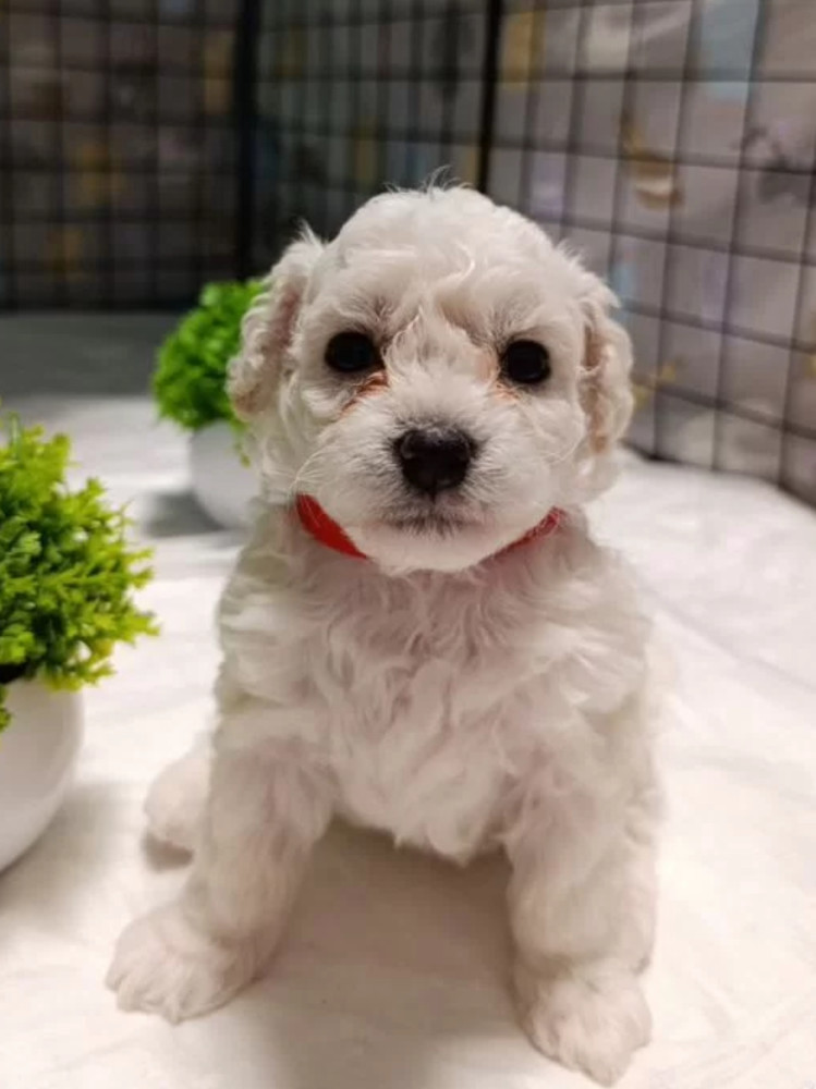 Two Female Bichon Frise Puppies for Sale in Miami, FL (Florida)