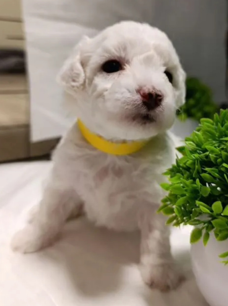 Two Female Bichon Frise Puppies for Sale in Miami, FL (Florida)