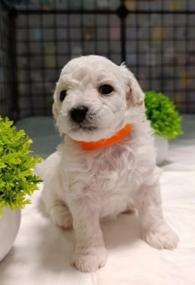 Two Female Bichon Frise Puppies for Sale in Miami, FL (Florida)