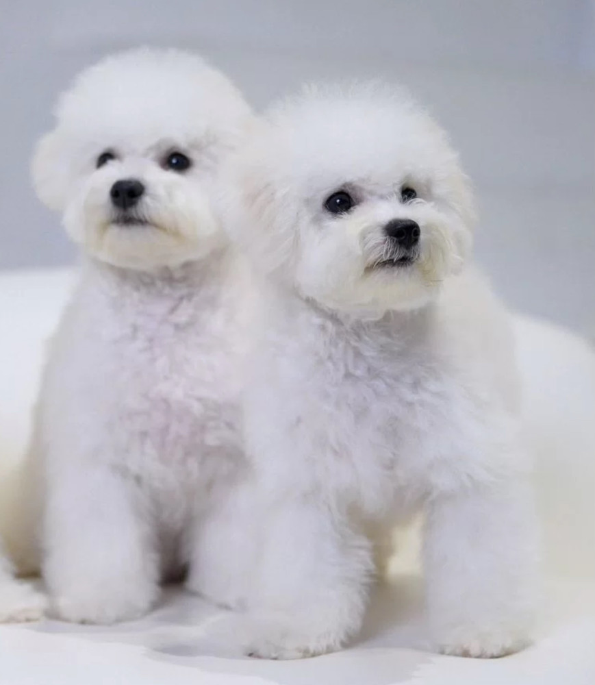 Bichon Frise Puppies for Sale in NY (New York)