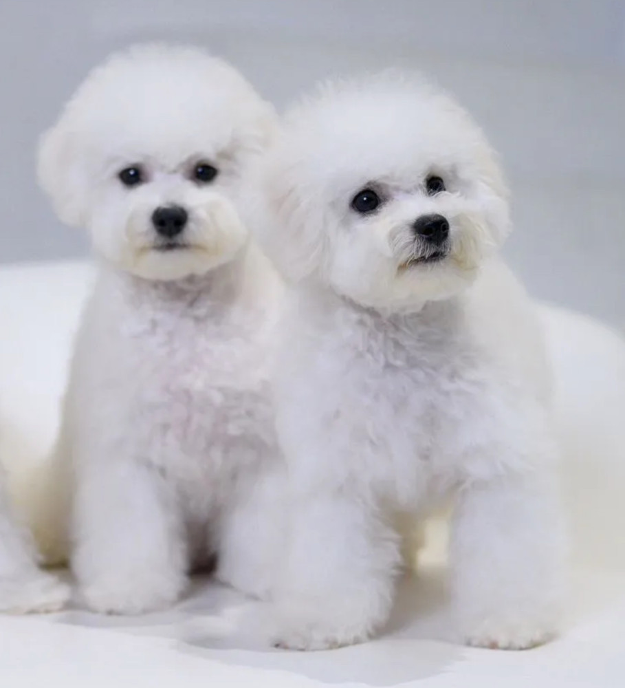 Bichon Frise Puppies for Sale in NY (New York)