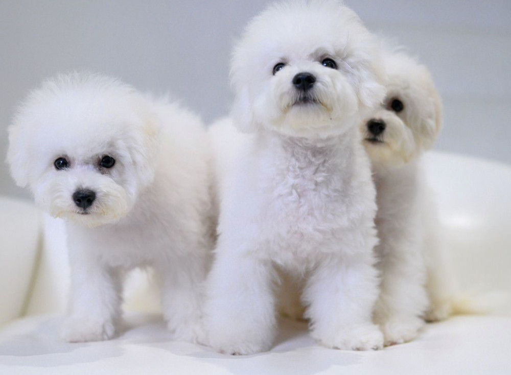 Bichon Frise Puppies for Sale in NY (New York)