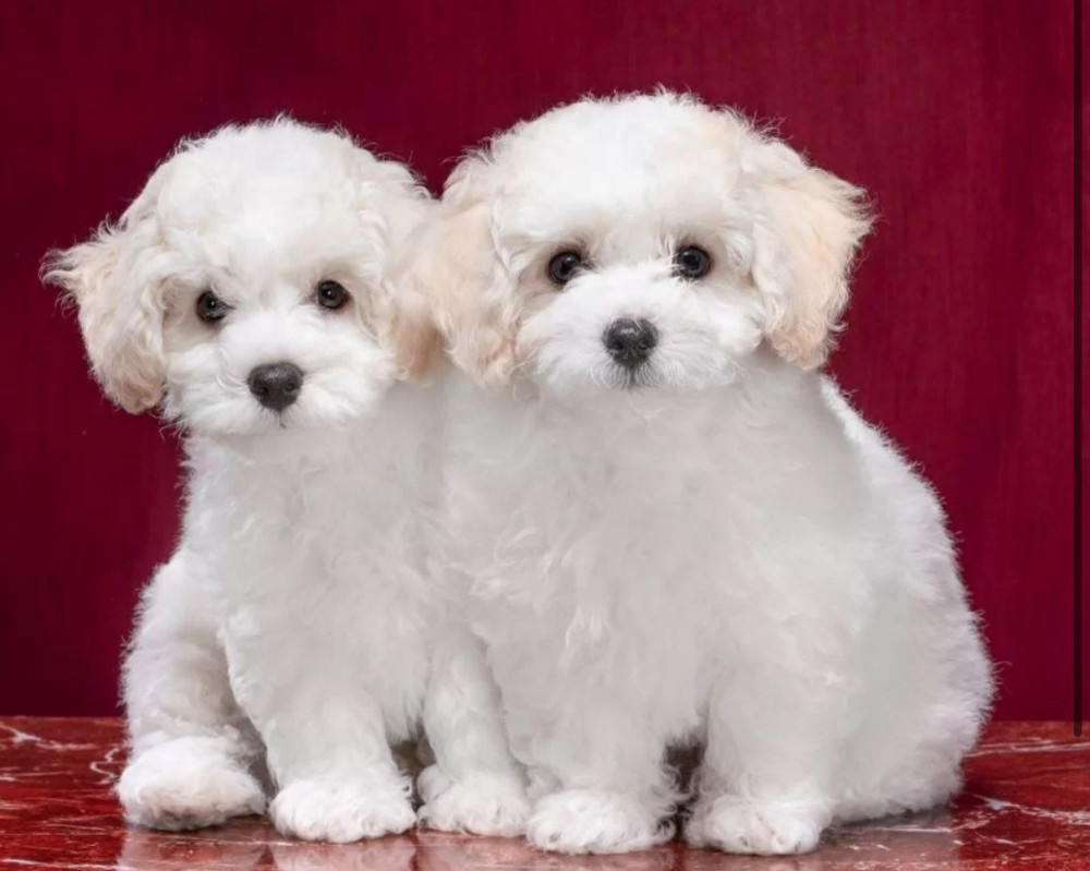 Two Female Bichon Frise Puppies for Sale in FL (Florida)