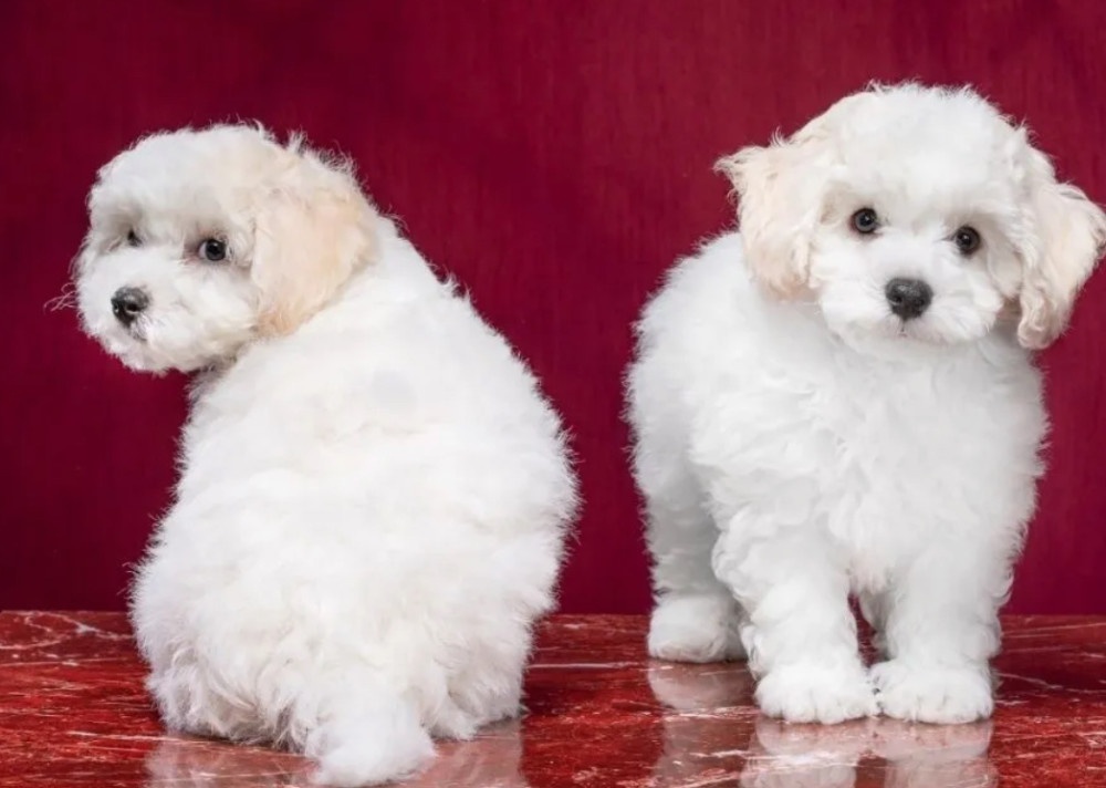 Two Female Bichon Frise Puppies for Sale in FL (Florida)