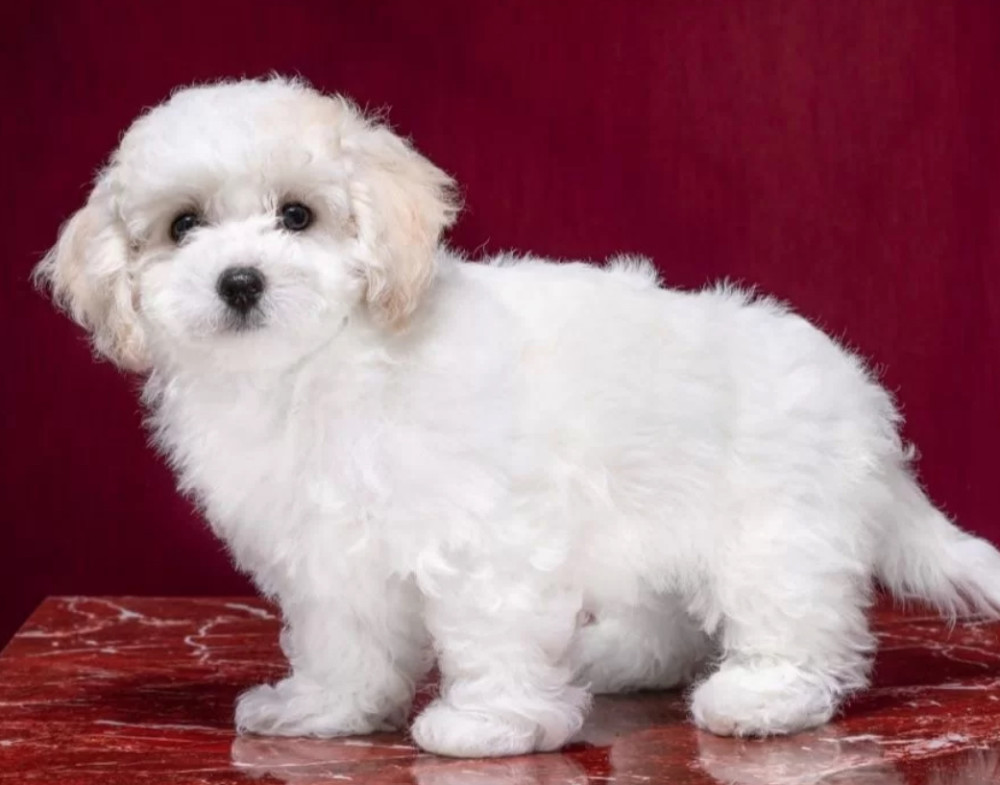 Two Female Bichon Frise Puppies for Sale in FL (Florida)