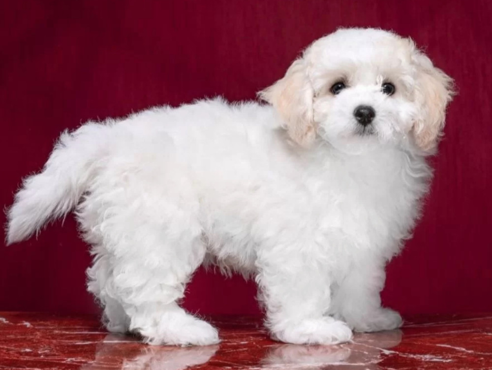 Two Female Bichon Frise Puppies for Sale in FL (Florida)