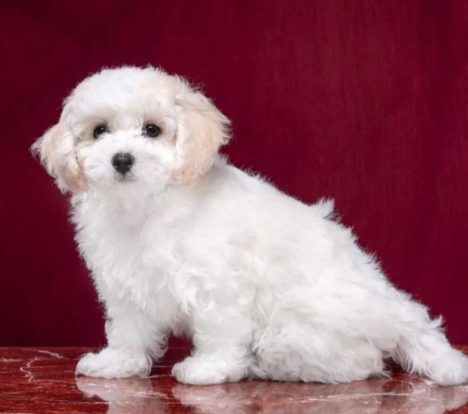 Two Female Bichon Frise Puppies for Sale in FL (Florida)