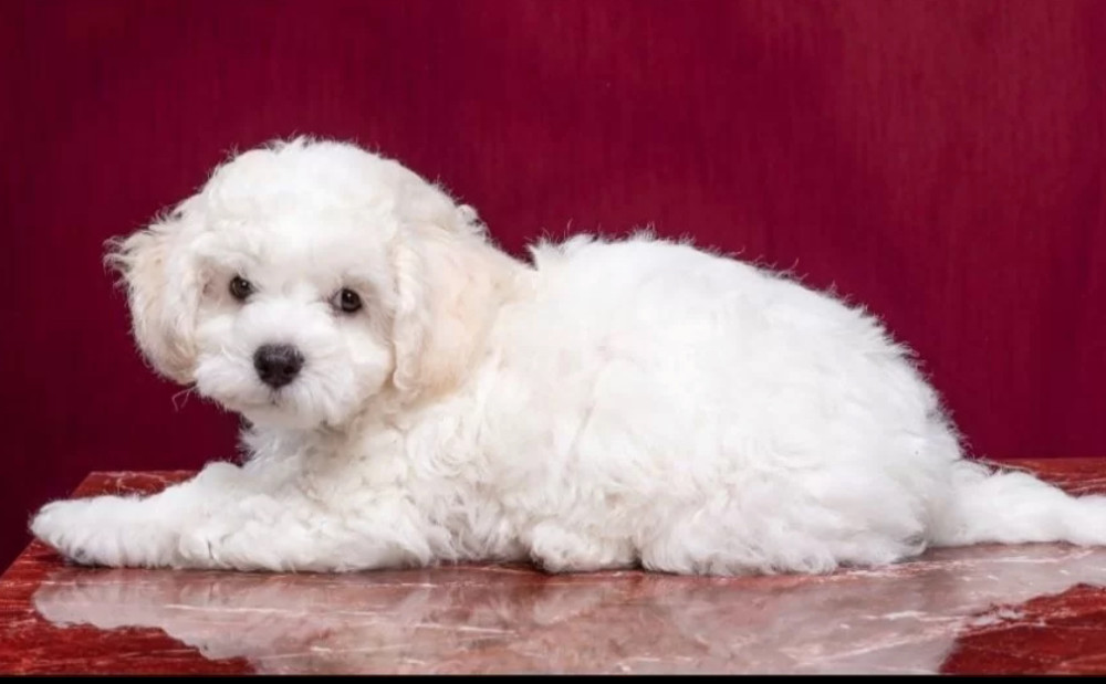 Two Female Bichon Frise Puppies for Sale in FL (Florida)