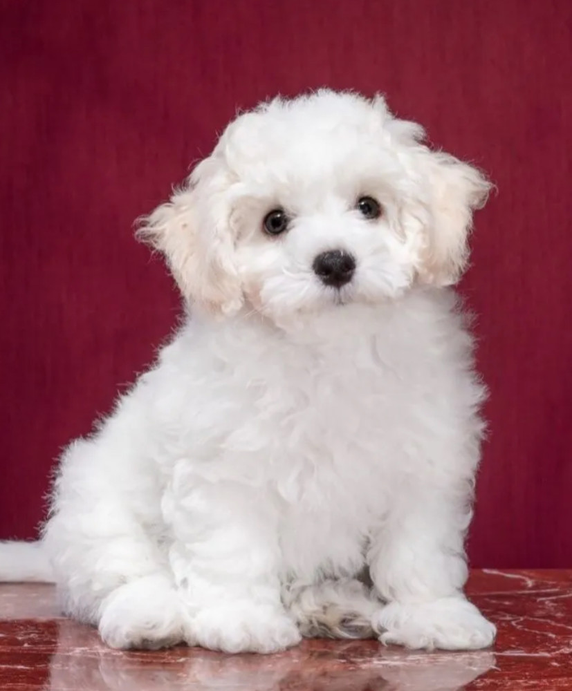 Two Female Bichon Frise Puppies for Sale in FL (Florida)