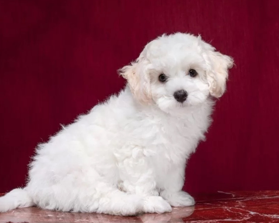 Two Female Bichon Frise Puppies for Sale in FL (Florida)