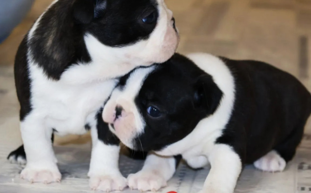 Buy a Boston Terrier Puppy at an Affordable Price, Minnesota (MN)