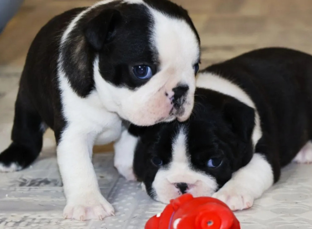 Buy a Boston Terrier Puppy at an Affordable Price, Minnesota (MN)