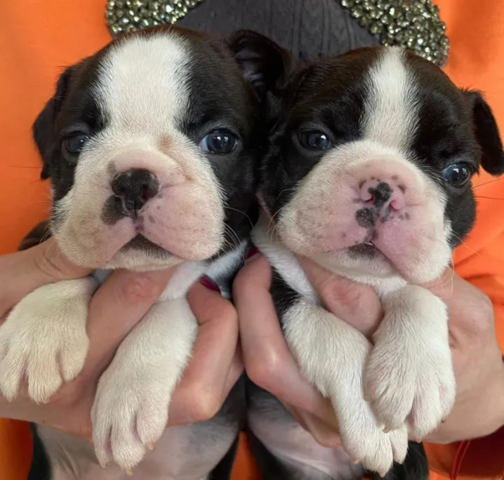 Two Female Boston Terrier Puppies Ready for Sale in CA (California)