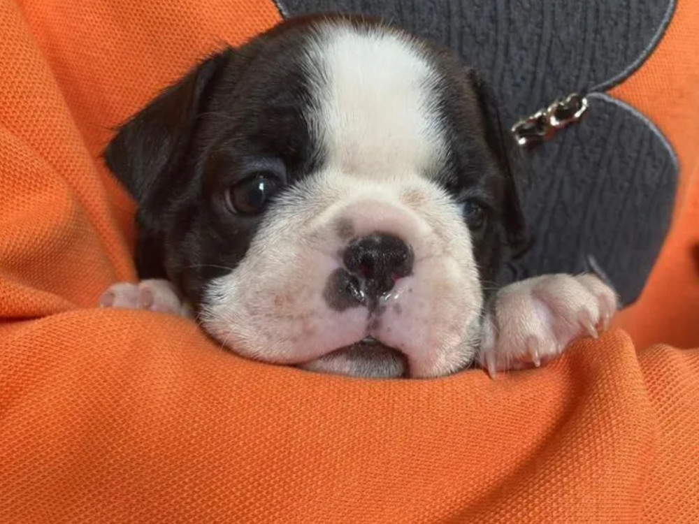 Two Female Boston Terrier Puppies Ready for Sale in CA (California)
