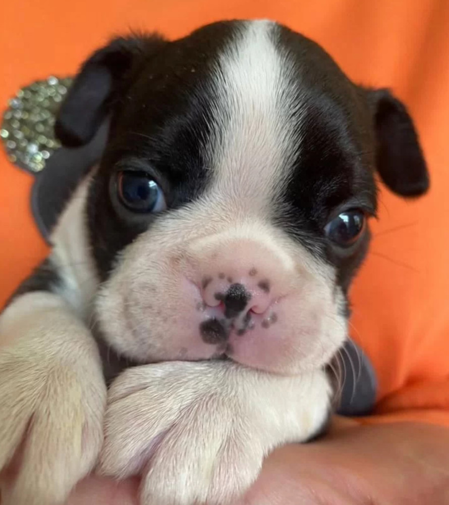 Two Female Boston Terrier Puppies Ready for Sale in CA (California)