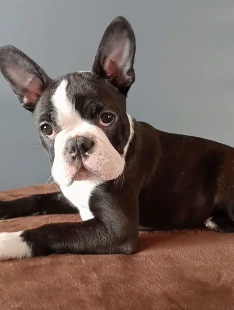 Boston Terrier Female Puppy for Sale, 12 Weeks Old, NY (New York)
