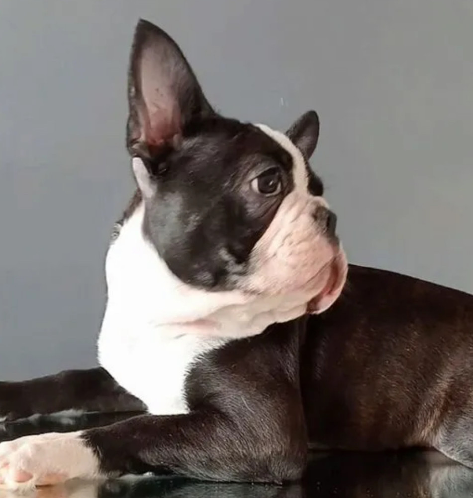 Boston Terrier Female Puppy for Sale, 12 Weeks Old, NY (New York)