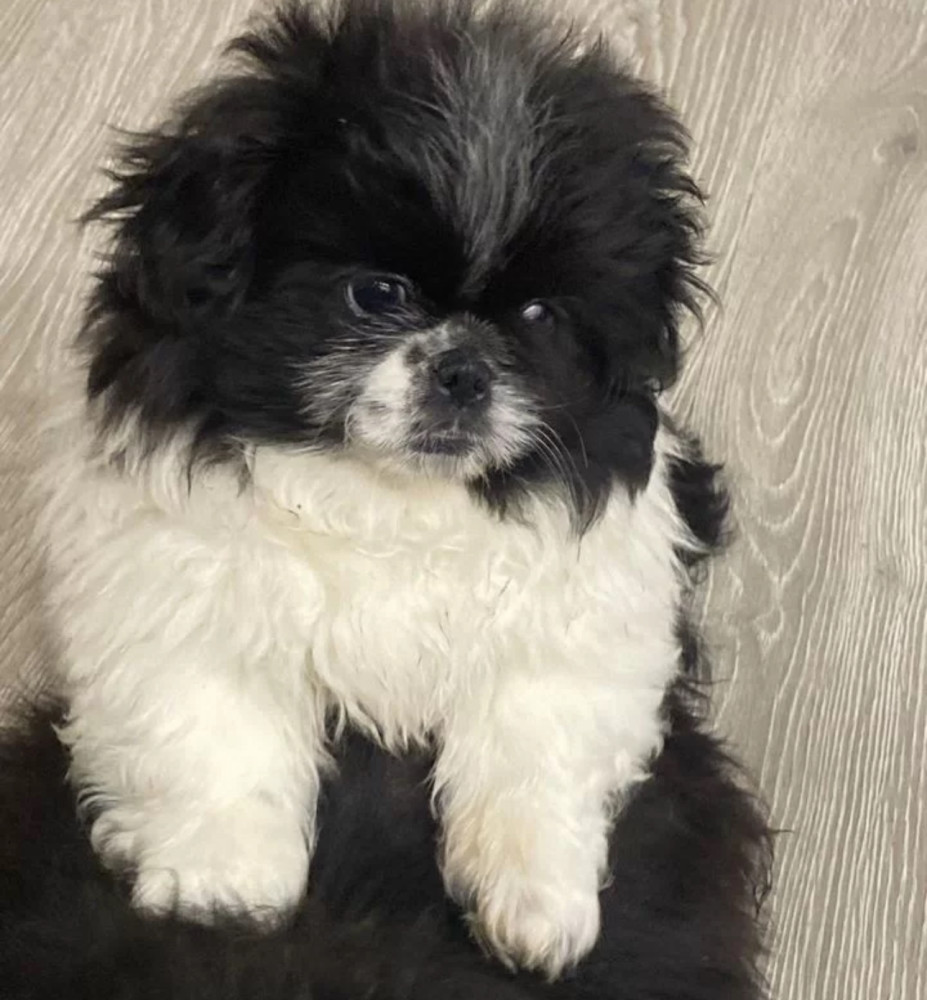 Pekingese Female Puppy for Sale in California (CA)