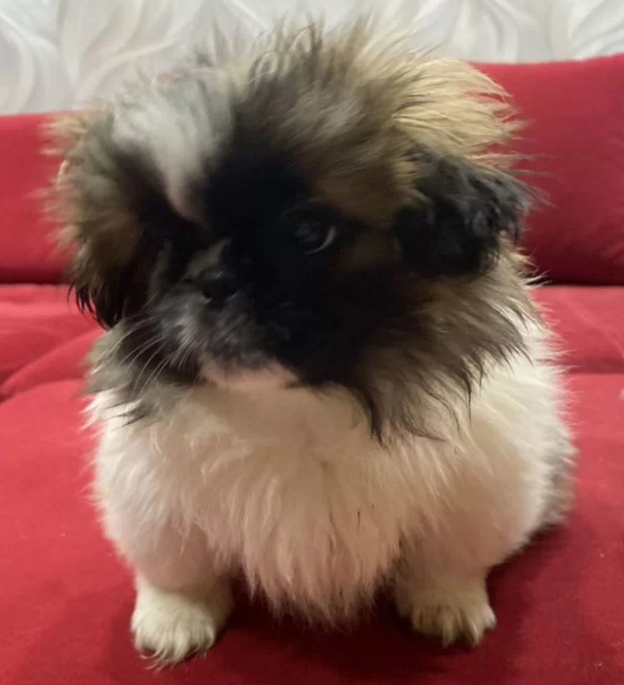 Pekingese Female Puppy for Sale in California (CA)