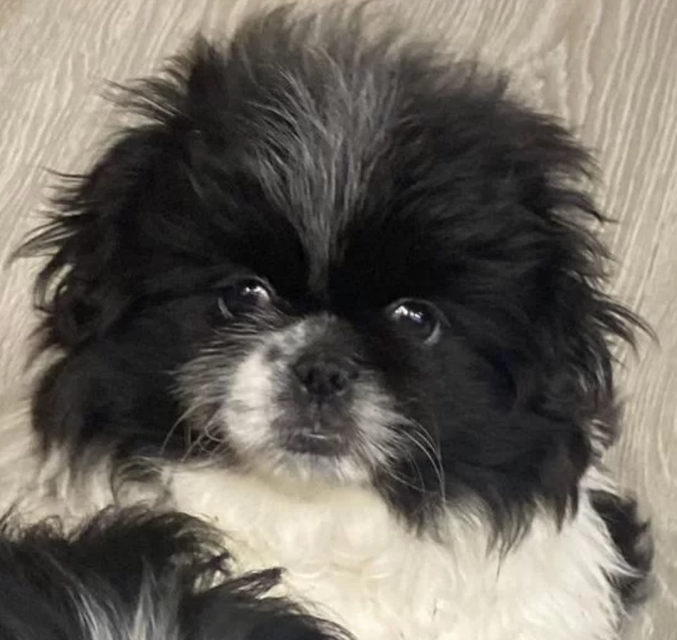 Pekingese Female Puppy for Sale in California (CA)