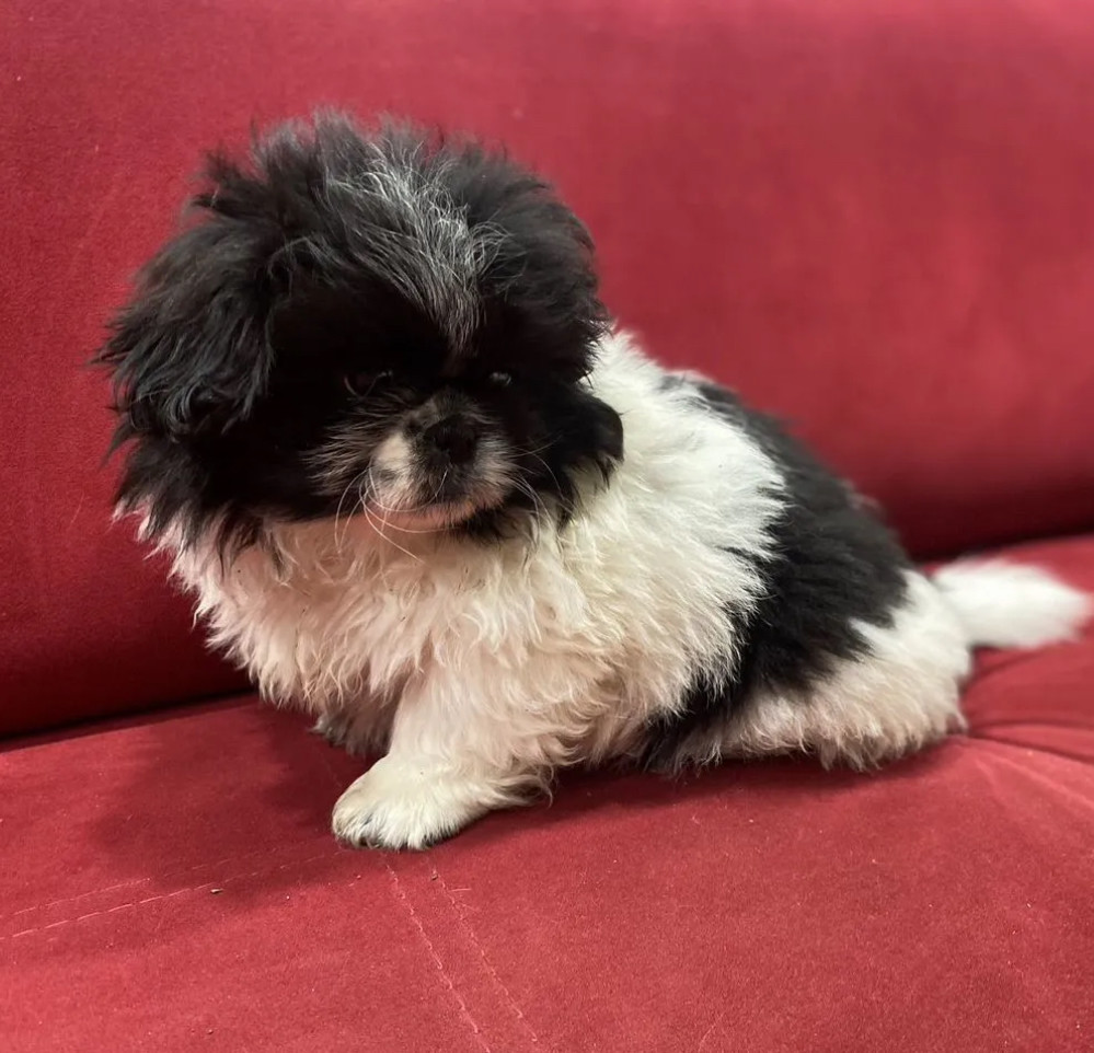 Pekingese Female Puppy for Sale in California (CA)