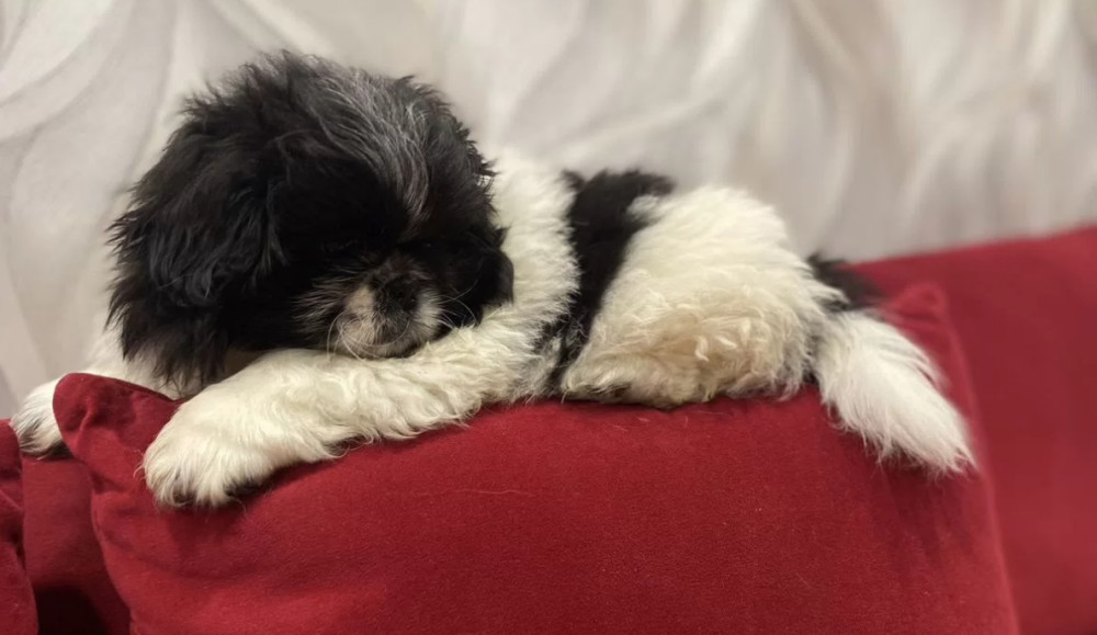 Pekingese Female Puppy for Sale in California (CA)