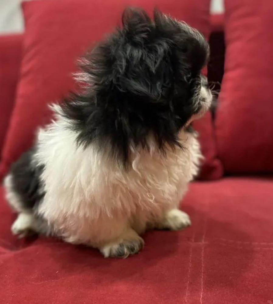 Pekingese Female Puppy for Sale in California (CA)