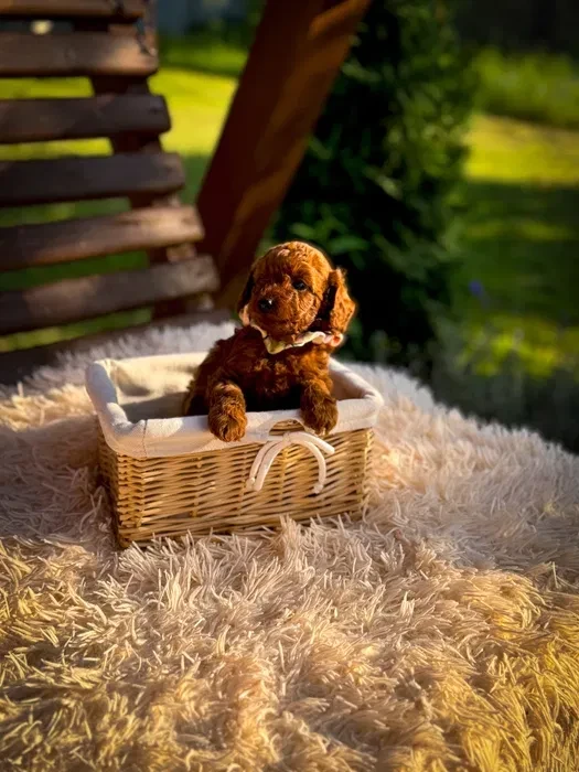 Toy poodle puppies, toy poodle teacup dogs