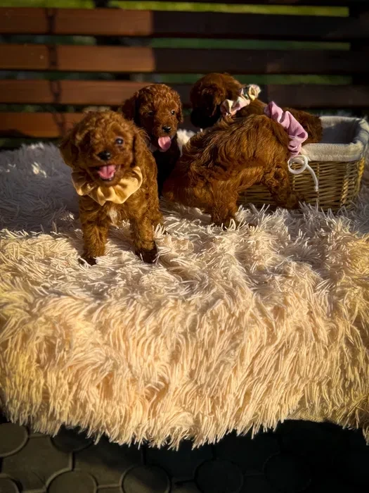Toy poodle puppies, toy poodle teacup dogs