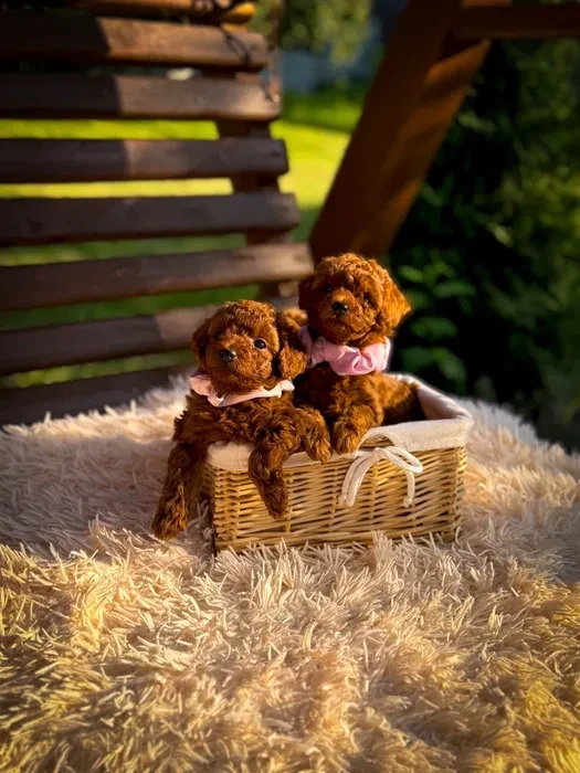 Toy poodle puppies, toy poodle teacup dogs