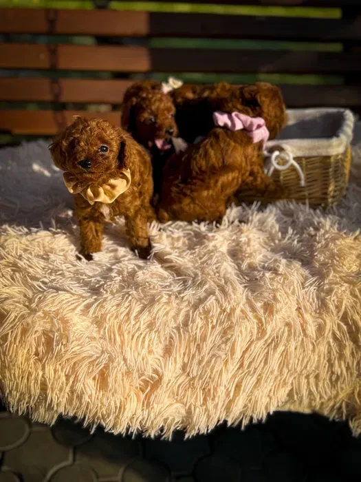 Toy poodle puppies, toy poodle teacup dogs