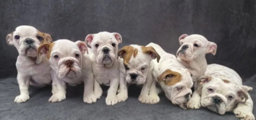 English Bulldog Puppies for Sale in New York (NY)