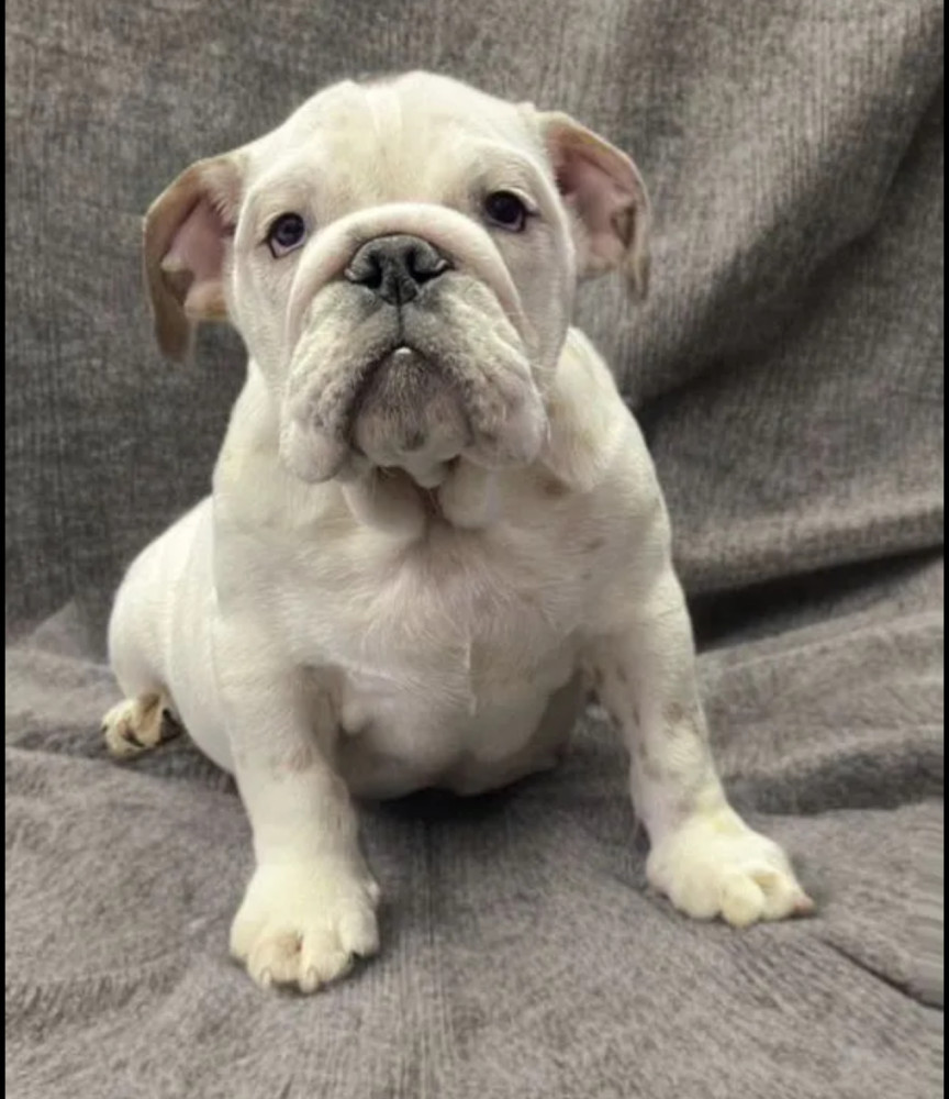English Bulldog Puppies for Sale in New York (NY)