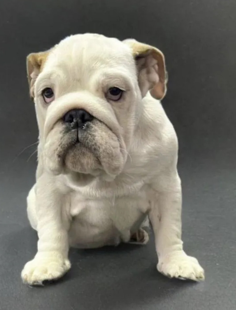English Bulldog Puppies for Sale in New York (NY)